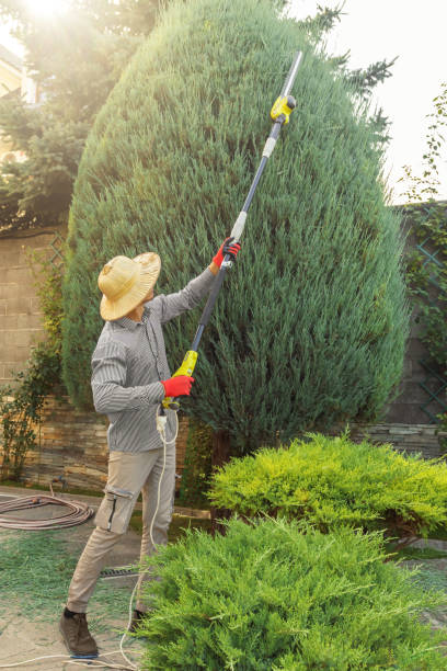 Professional Tree Removal and Landscaping Services in Camp Wood, TX